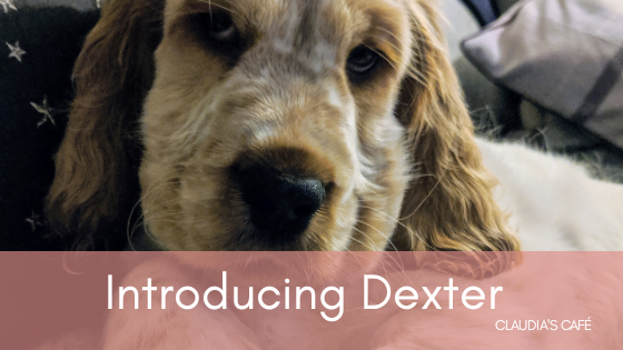 Introducing Dexter & October’s Pawfection Pack